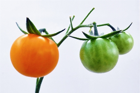 Nature plant fruit ripe Photo