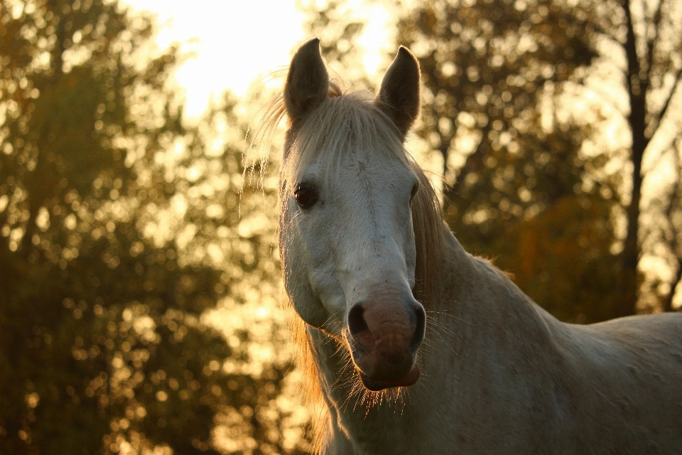 自然 野生動物 馬 秋