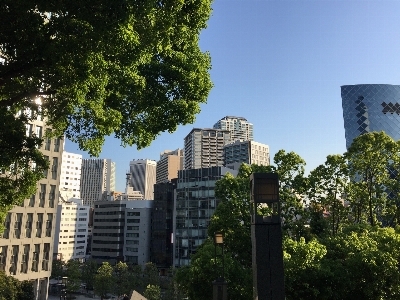 木 建築 スカイライン 街 写真