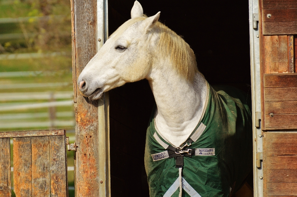 Meadow animal horse autumn