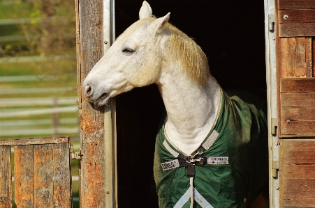 Meadow animal horse autumn Photo