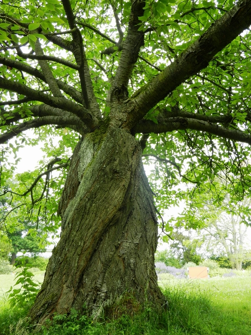 Tree nature forest branch