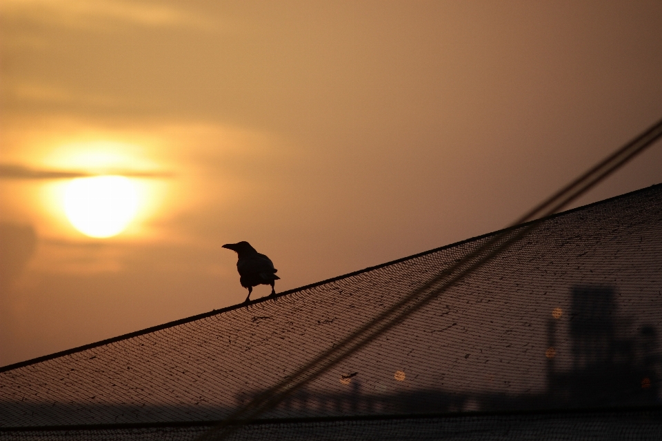 Horizon silhouette bird light