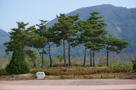 Photo Paysage arbre nature usine