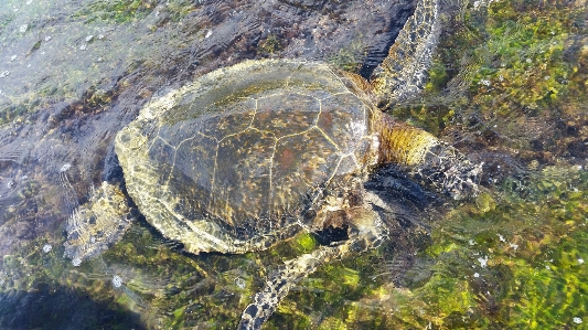 海 自然 太陽 野生動物 写真