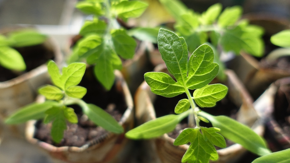 Plant leaf flower food