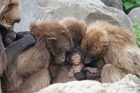 Recreation wildlife zoo mammal Photo