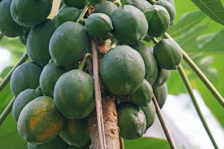 Branch plant fruit food Photo