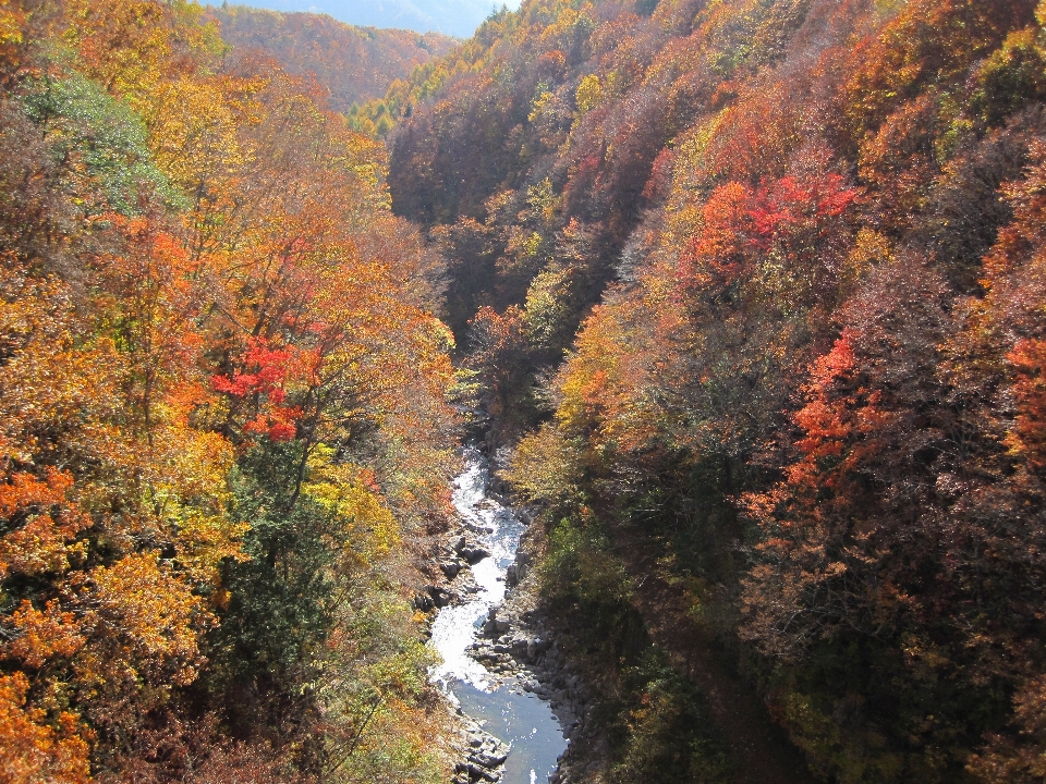 Landscape tree forest wilderness