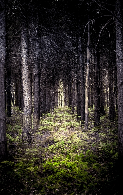 Landscape tree nature forest