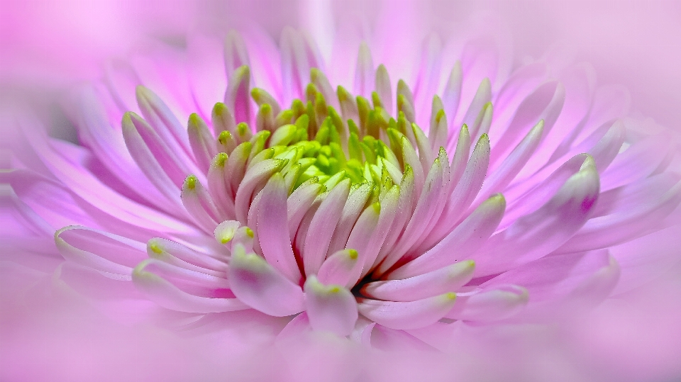 开花 植物 摄影 花