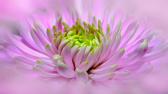 Blossom plant photography flower Photo