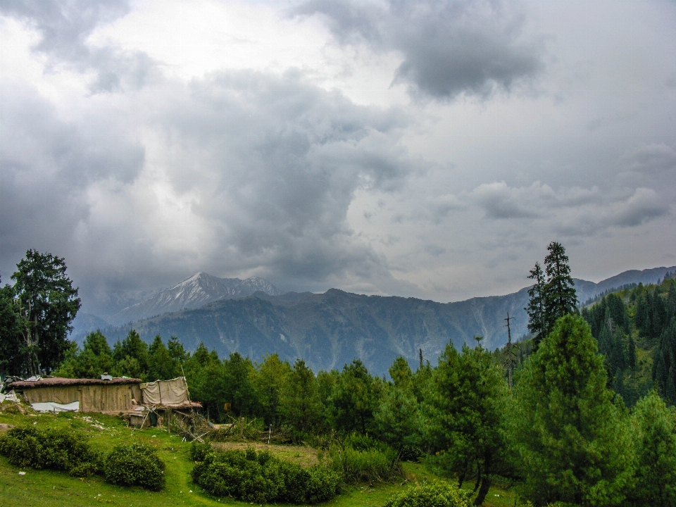 Landscape tree nature forest