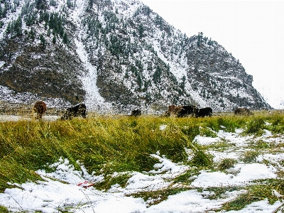 風景 木 自然 森 写真