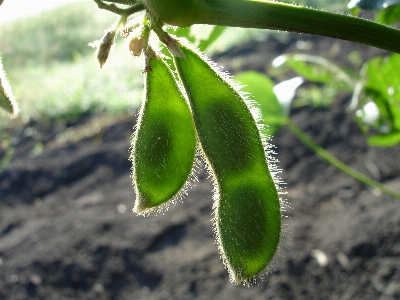 Foto Lanskap alam tanaman buah