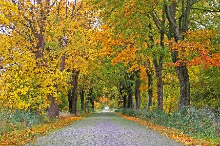 Landscape tree nature forest Photo