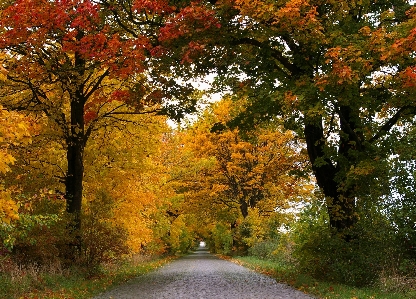 Landscape tree nature plant Photo