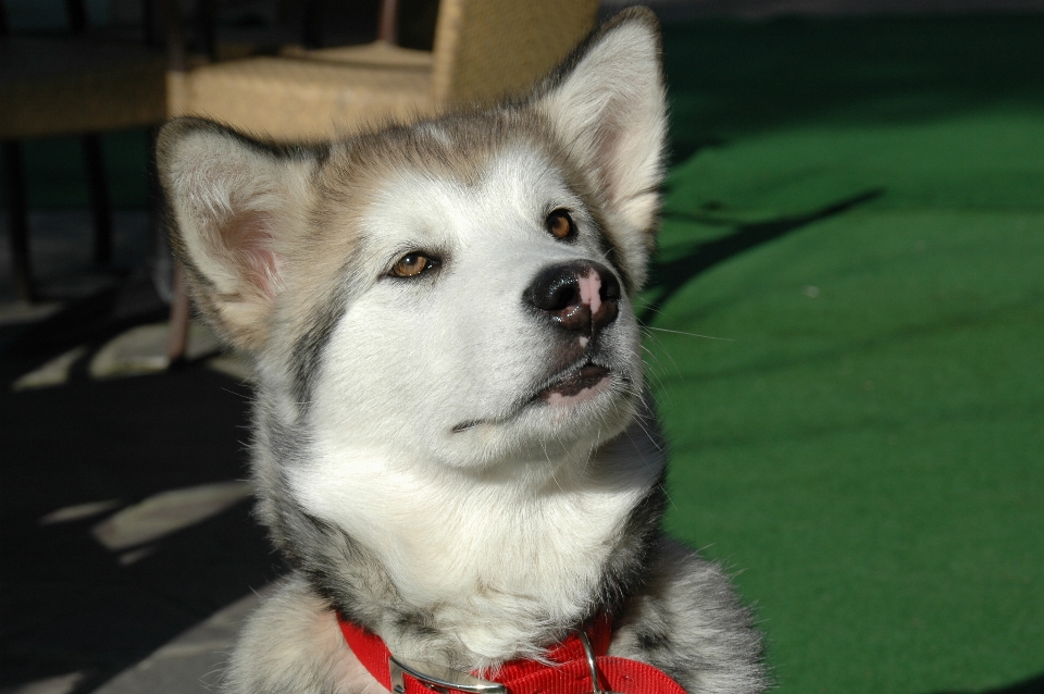 Cachorro perro mamífero vertebrado
