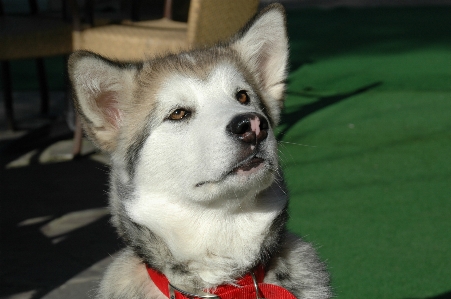 Foto Anak anjing mamalia bertulang belakang
