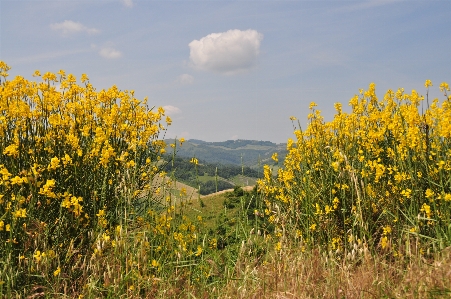 Landscape nature grass mountain Photo