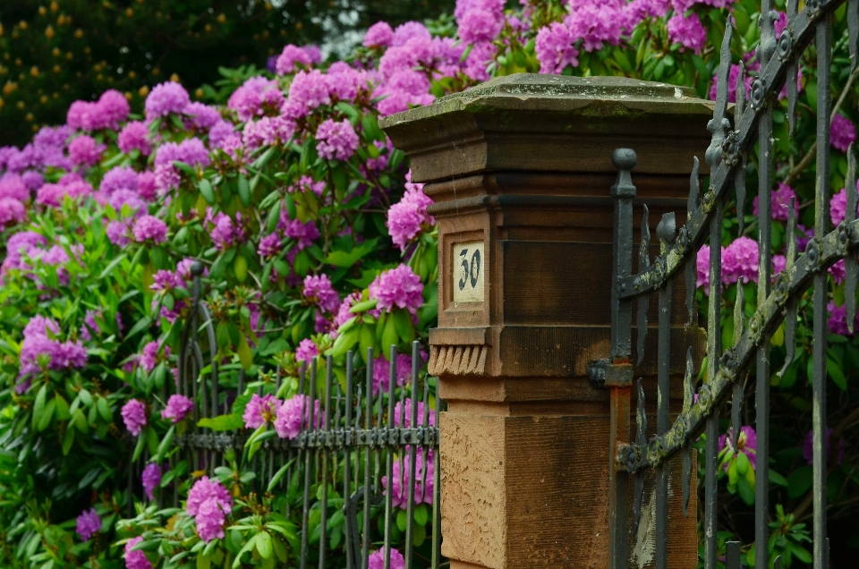 Blossom fence plant lawn