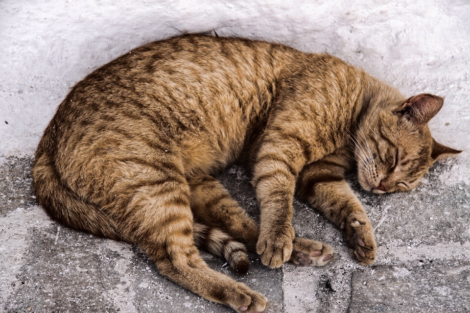 Animale domestico gattino gatto mammifero