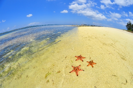 Beach sea coast nature Photo