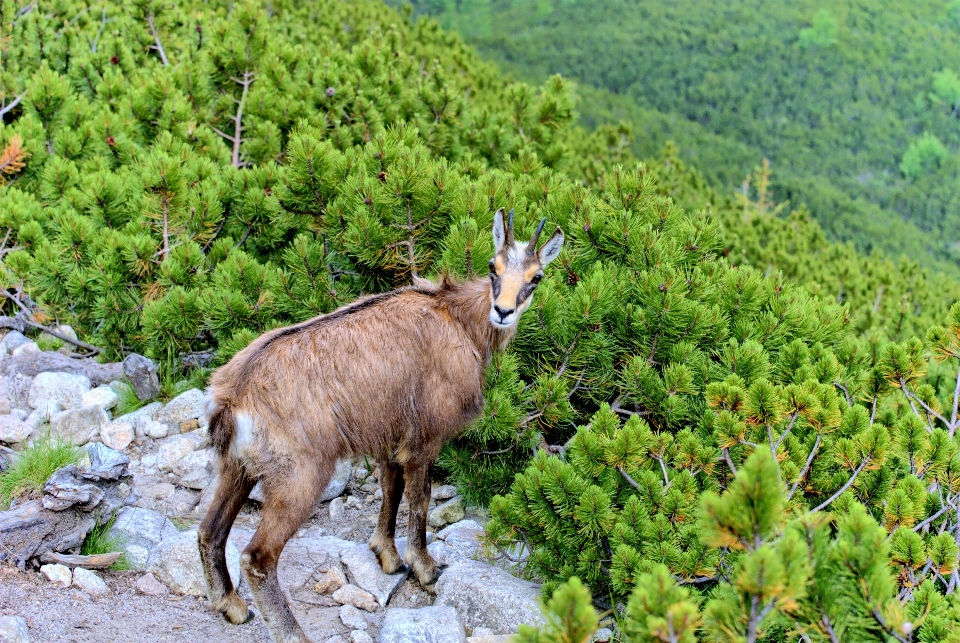 풍경 자연 산 하늘