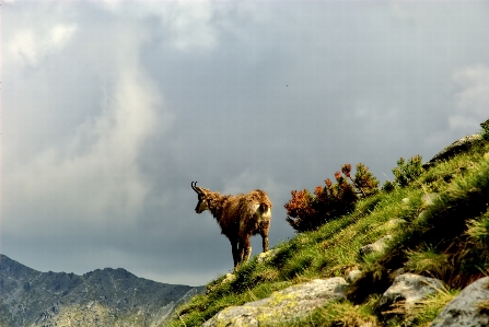 Landscape nature grass wilderness Photo