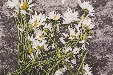 Photo Fleurir usine prairie
 fleur