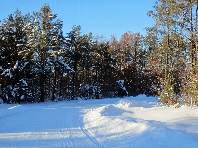 Foto Albero foresta montagna nevicare