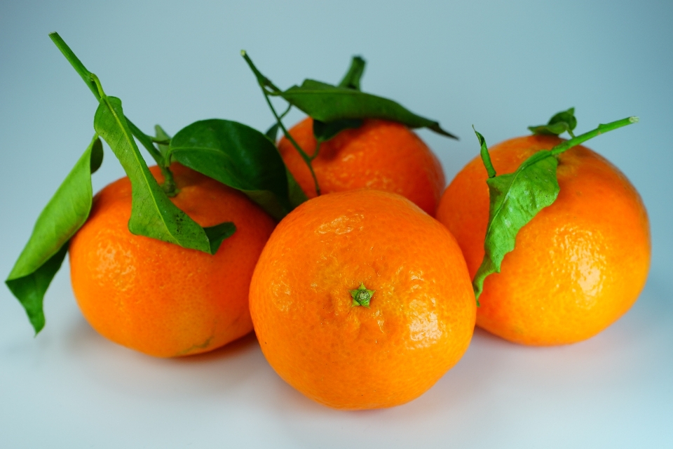 Usine fruit orange nourriture