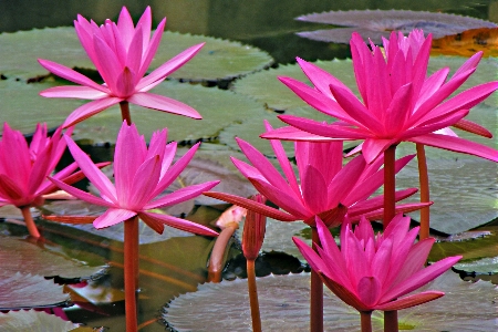 Blossom plant leaf flower Photo