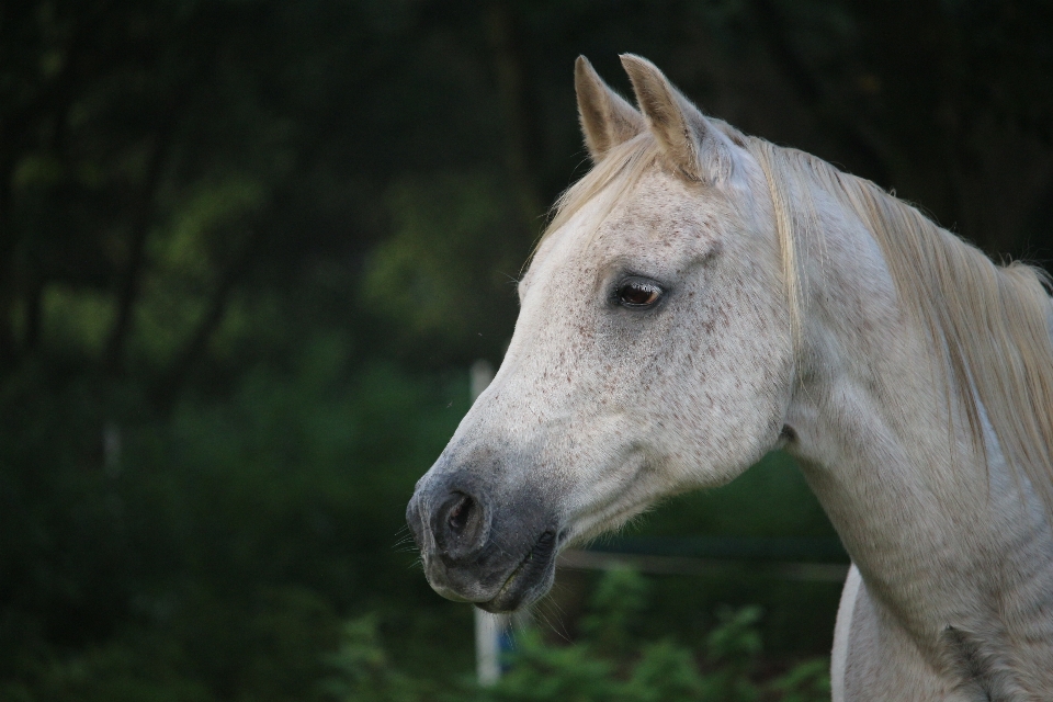 Wildlife pasture horse autumn