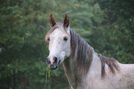 Grass animal pasture grazing Photo