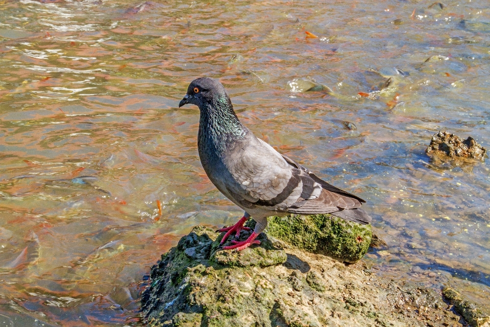 鳥 野生動物 魚 fauna