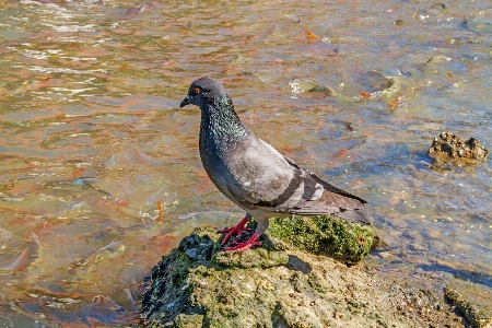 Foto Pássaro animais selvagens peixe fauna