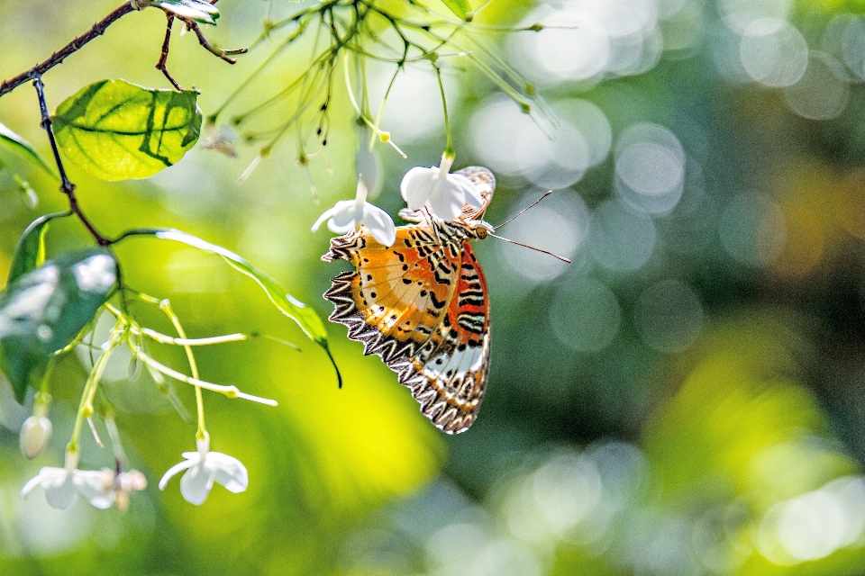 Natureza filial bokeh
 fotografia