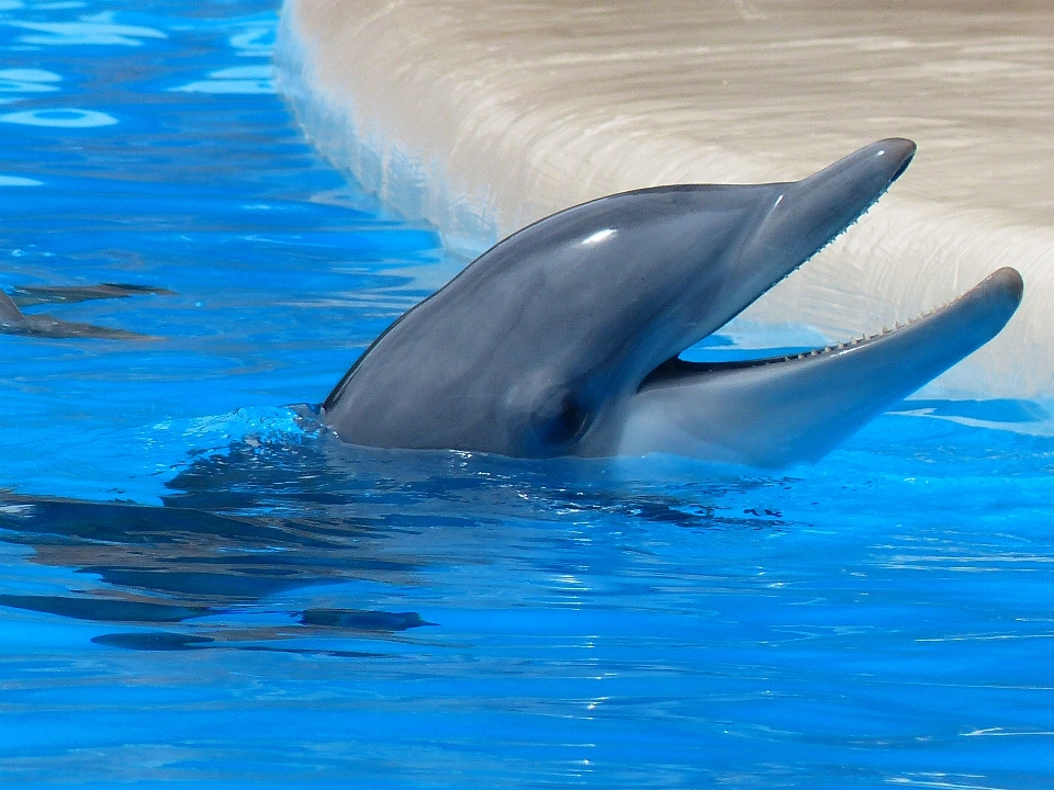 水 海洋 遊ぶ 動物