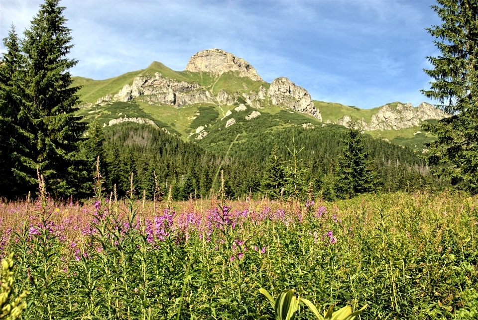 風景 木 自然 森