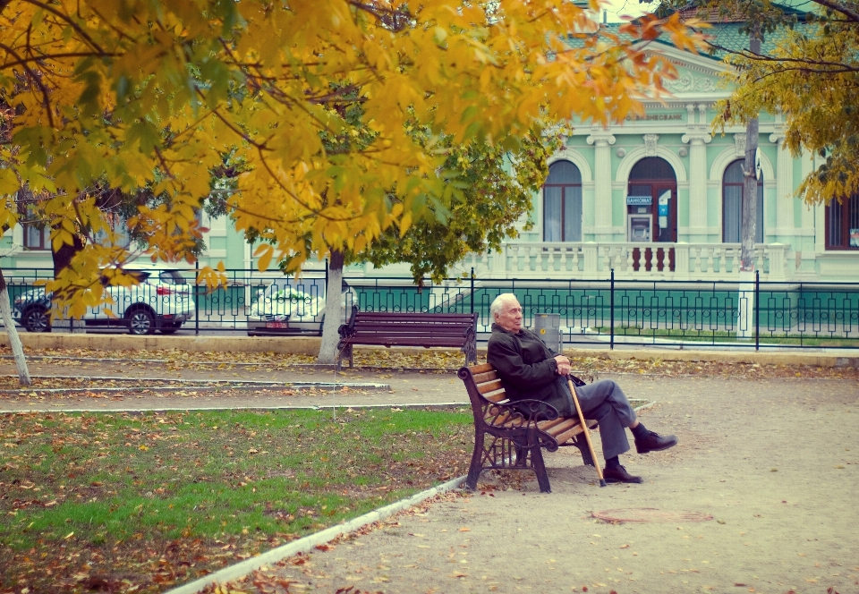 Arbre banc automne saison