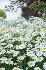 Foto Rumput tanaman putih bidang