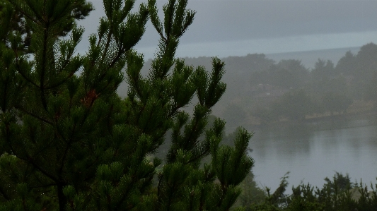 Landscape coast tree nature Photo