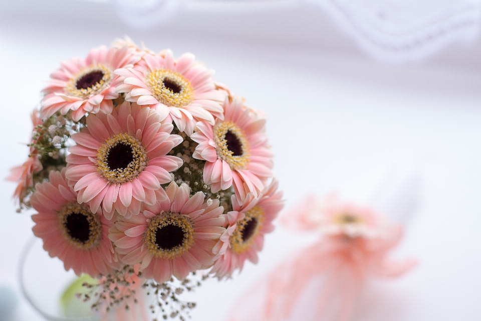 Usine fleur pétale bouquet