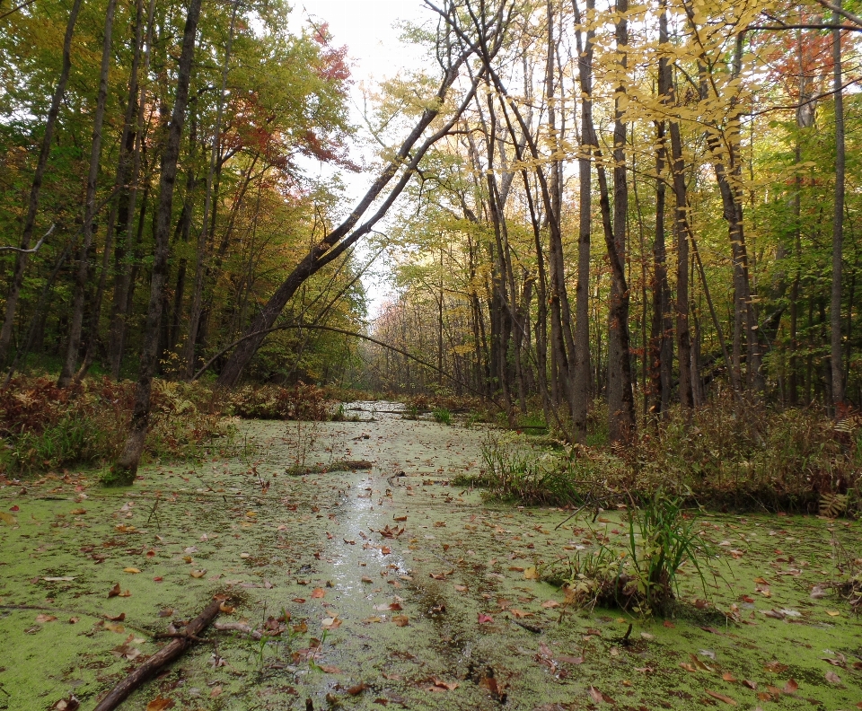 Drzewo natura las bagno
