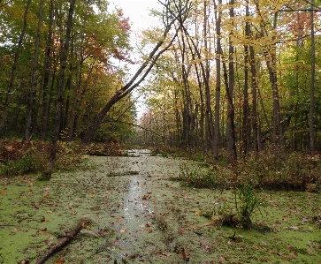 Tree nature forest marsh Photo