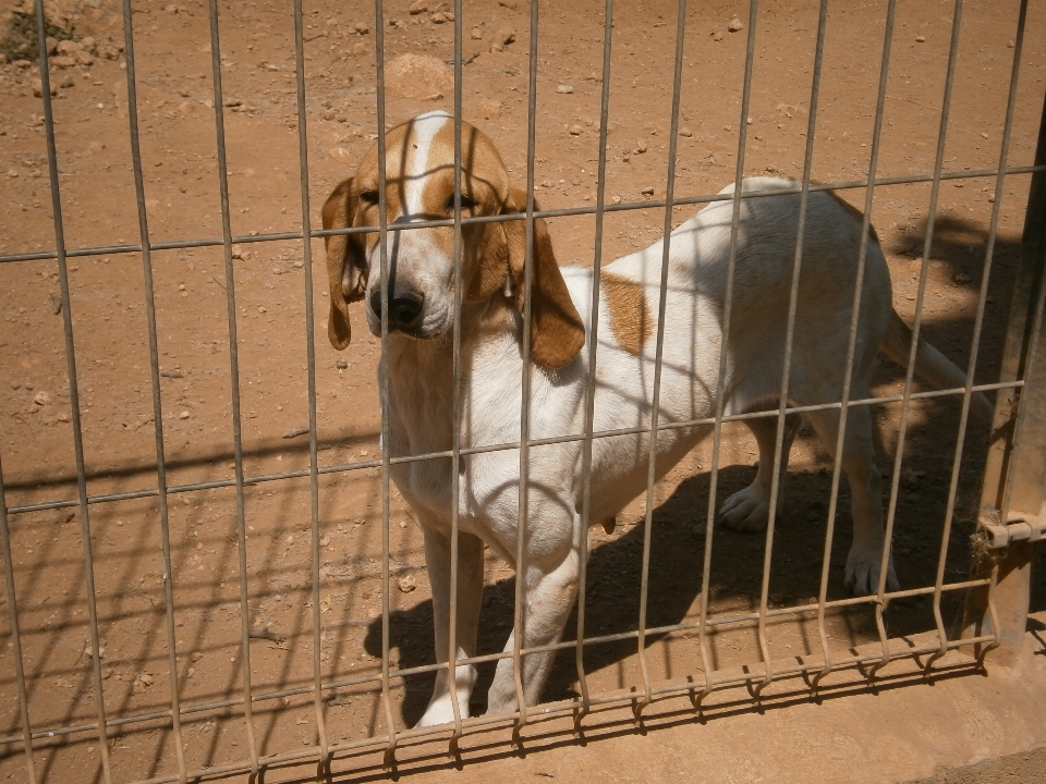 Cane mammifero segugio da caccia
