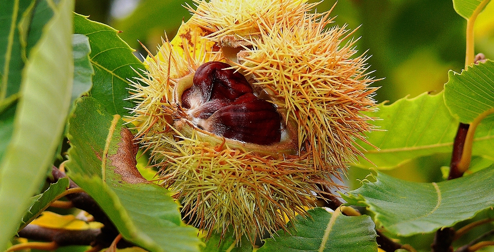 Arbre nature usine fruit