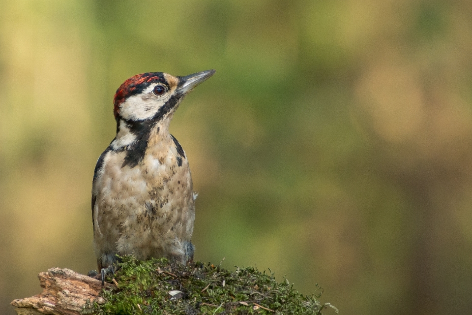 Nature branch bird animal