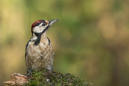 Foto Alam cabang burung satwa